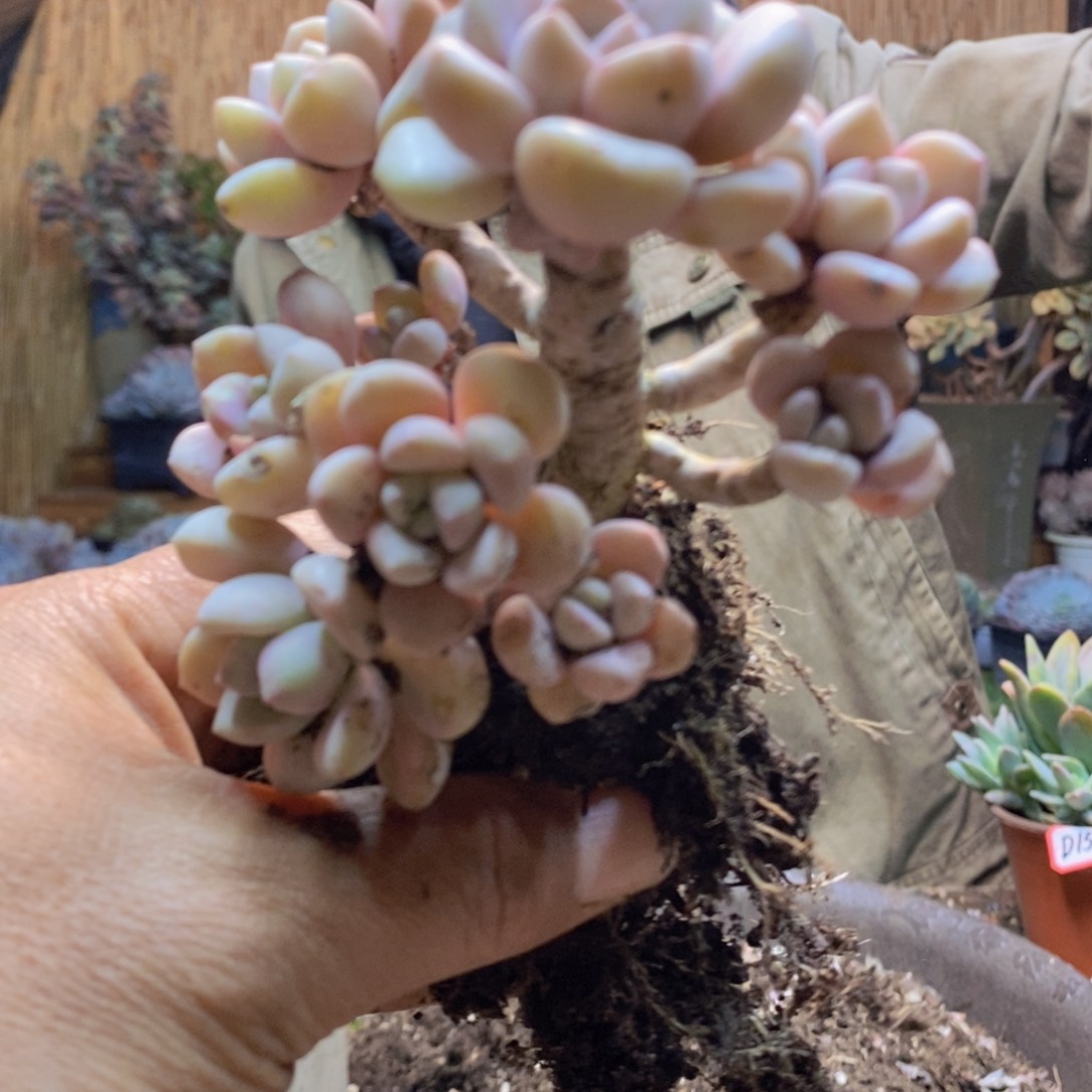 瑞*D174号白鹭老桩