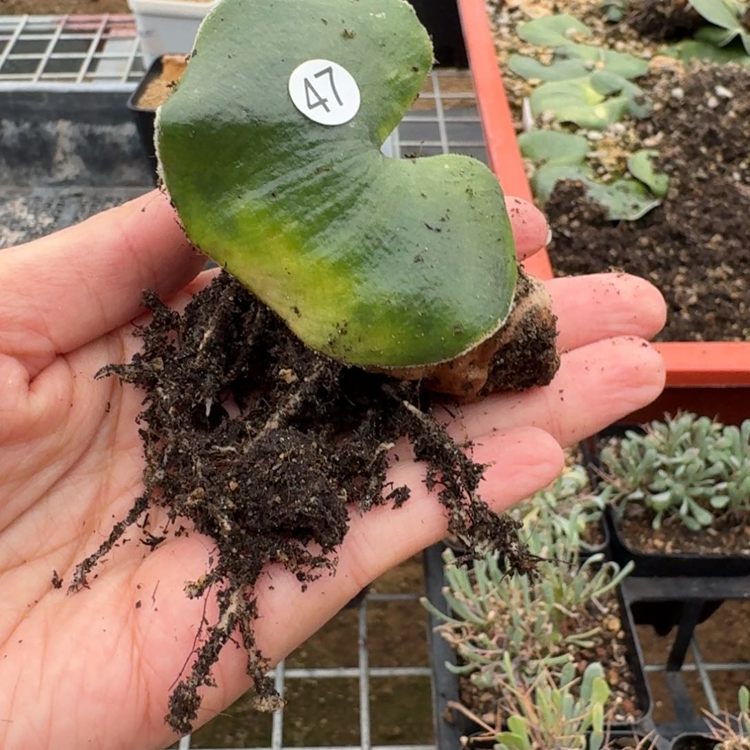 毛爱心一物一拍多肉