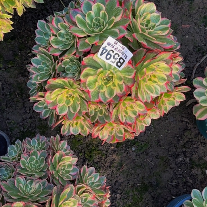 运何花25-20包邮花花