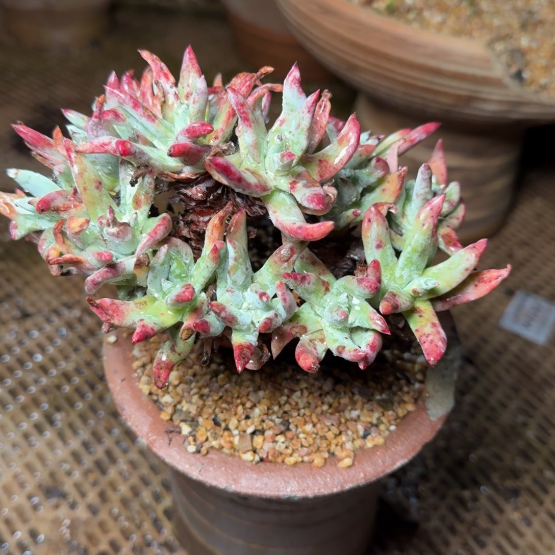 6898刘丹拇指多肉