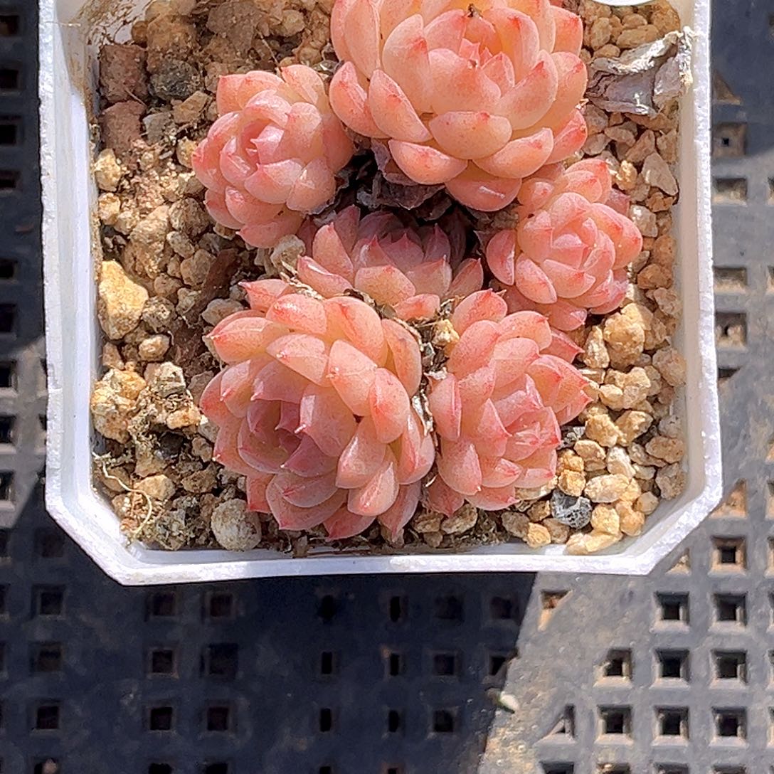 *****一物一拍边线多肉273