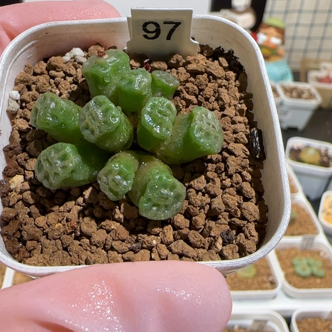 肉锥多肉植物组合-方烧722