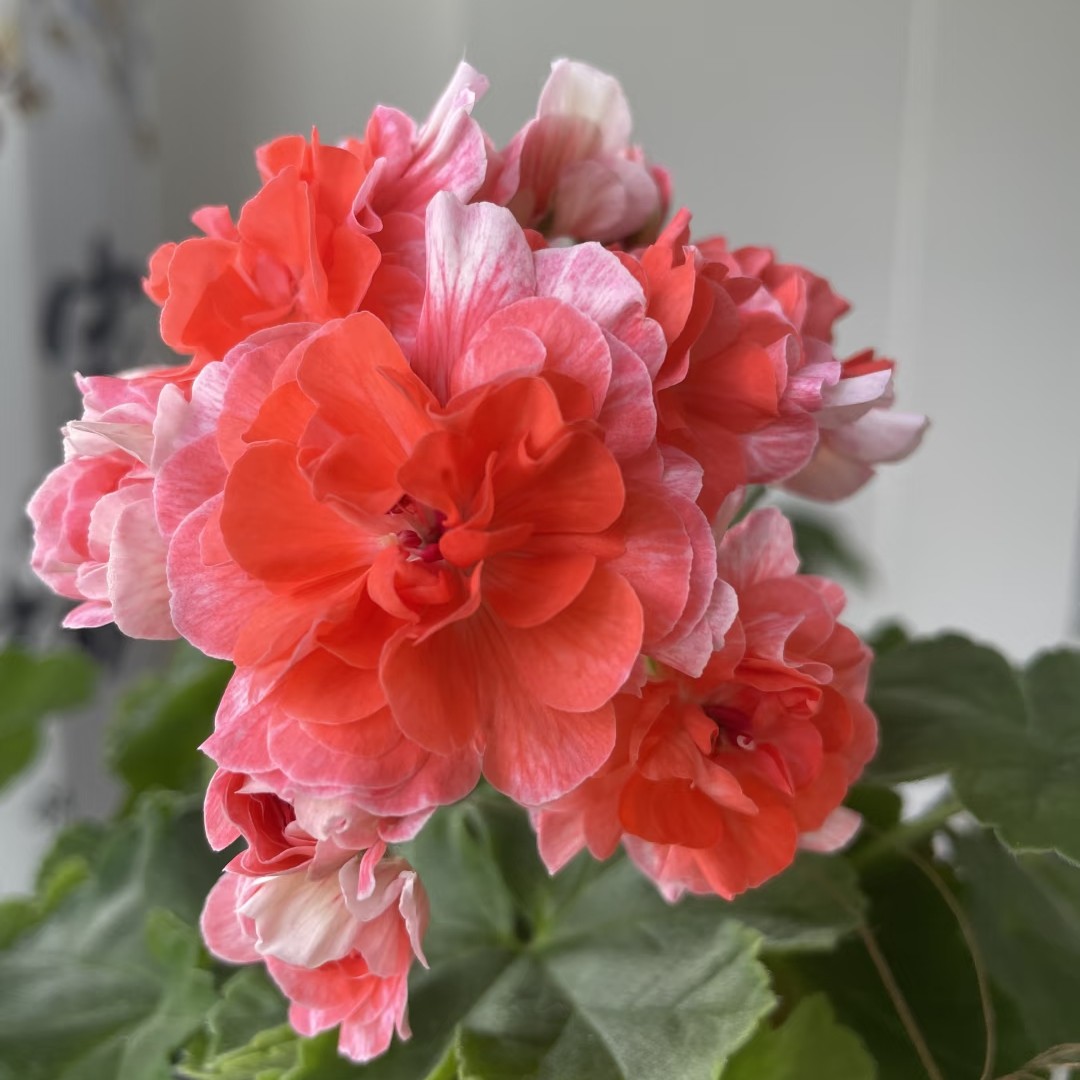 【火凤凰】半兽天竺葵