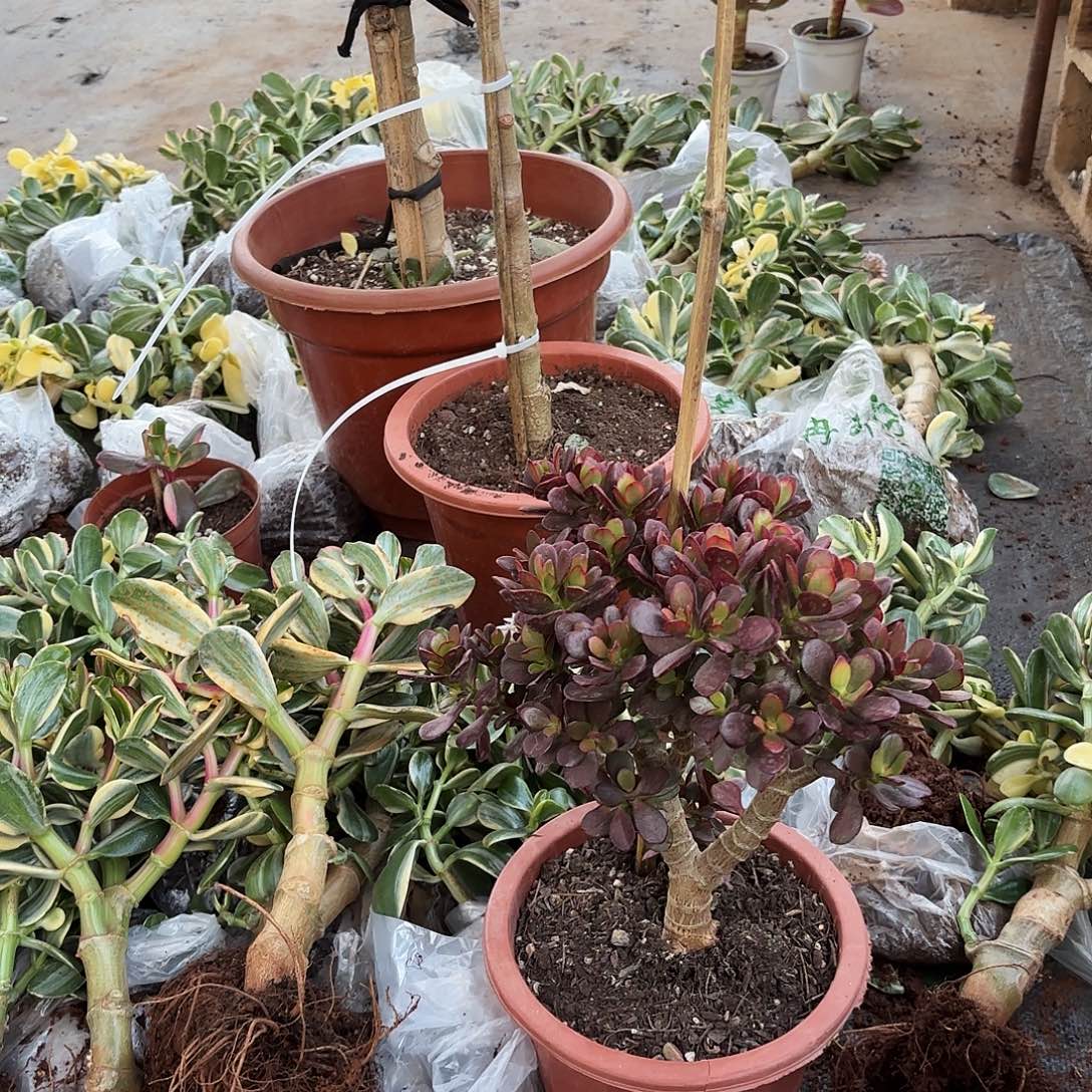 6086糖果姬红带土球发