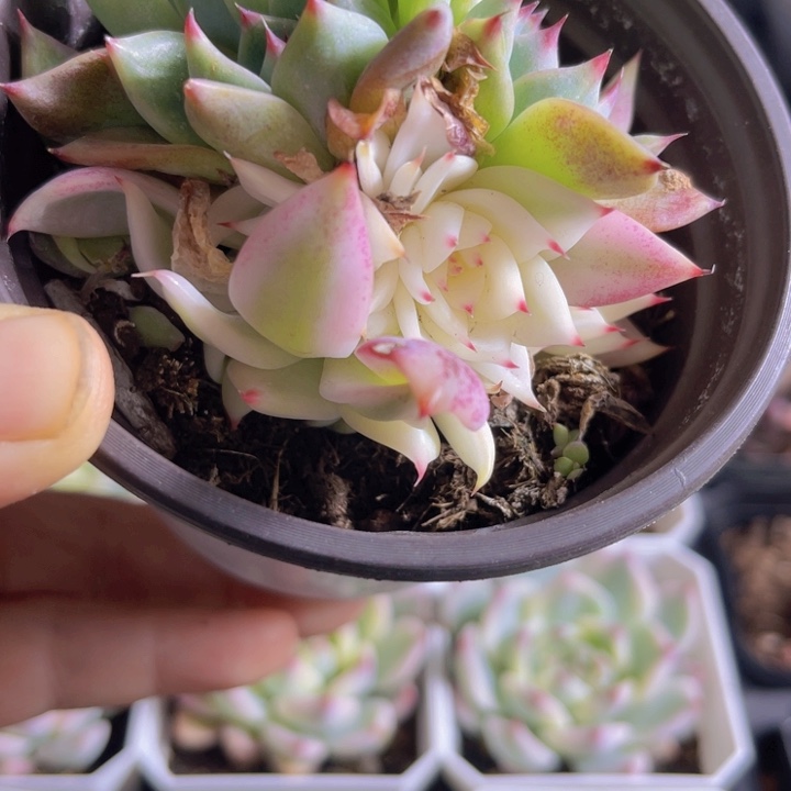 吉娃娃锦多肉植物497