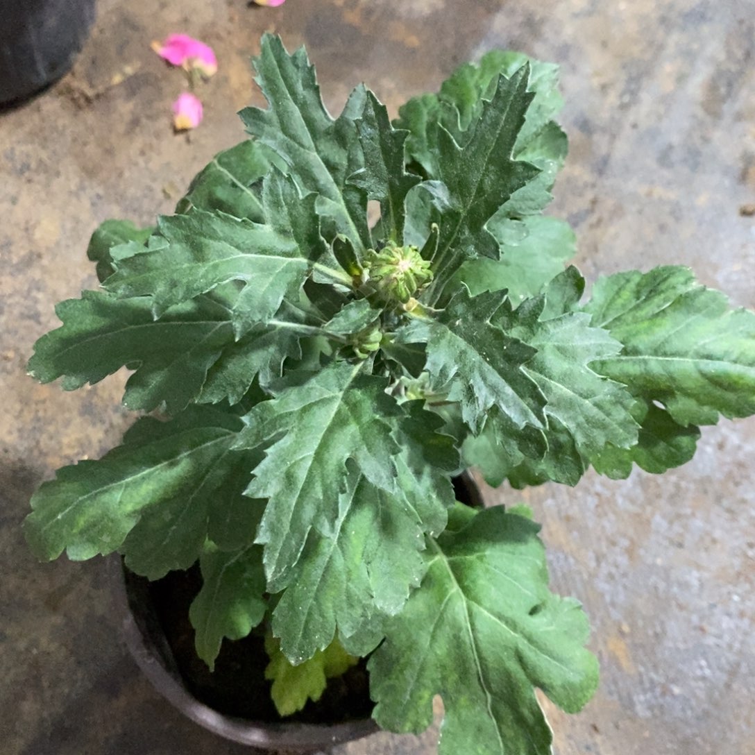 完全开放00000999