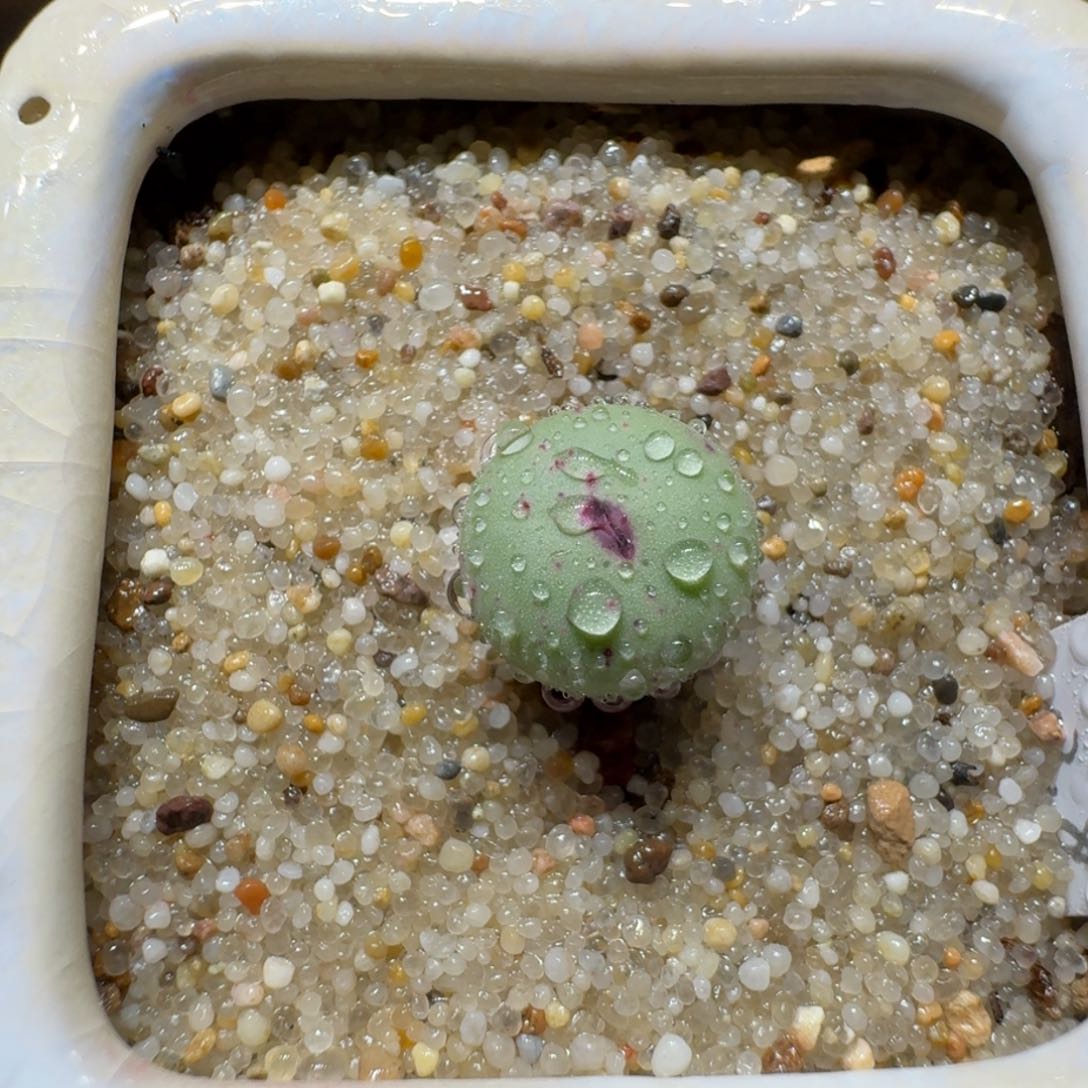 红陶蘑菇388小红嘴
