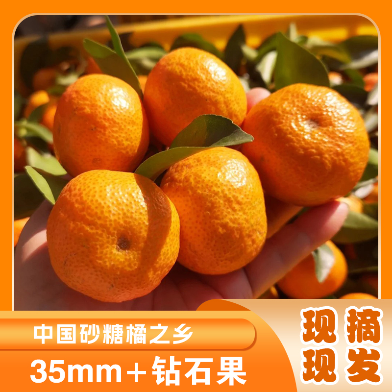广东正宗砂糖橘5斤 源头直发！【顺丰次日达】皮薄甜蜜爆汁 现摘现发 无核化渣 售后无忧橘子广东省