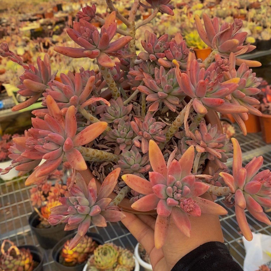 秋丽超大盆全状态