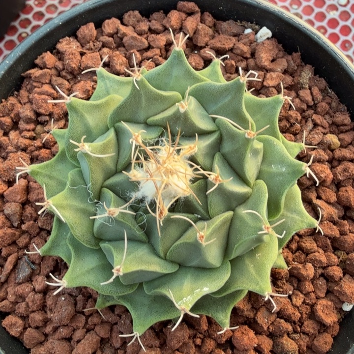 仙人球一物一拍链接 蒂冠