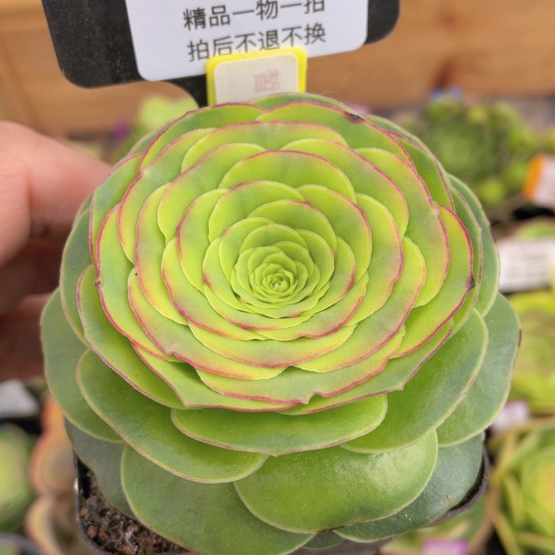 皙偌多肉福利357一物一拍