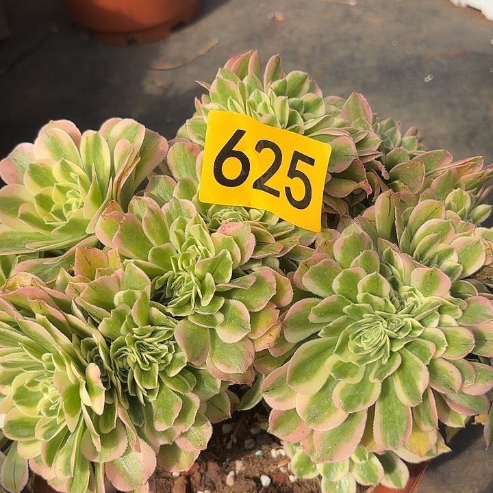 多肉植物福利625