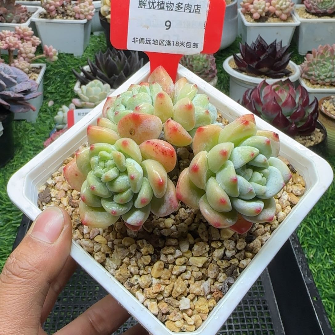 解忧植物多肉编号9