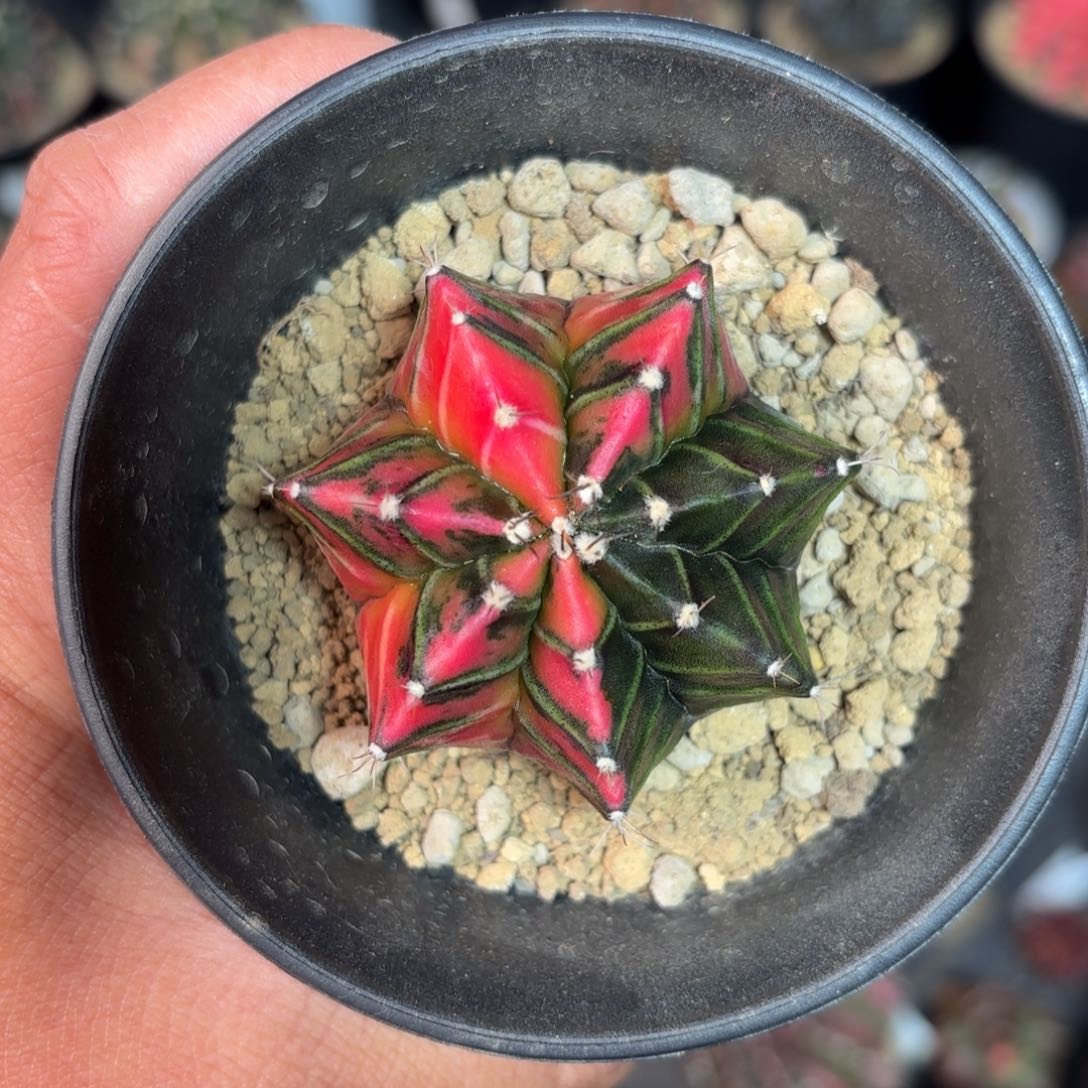 泰系实生米哈仙人球5号