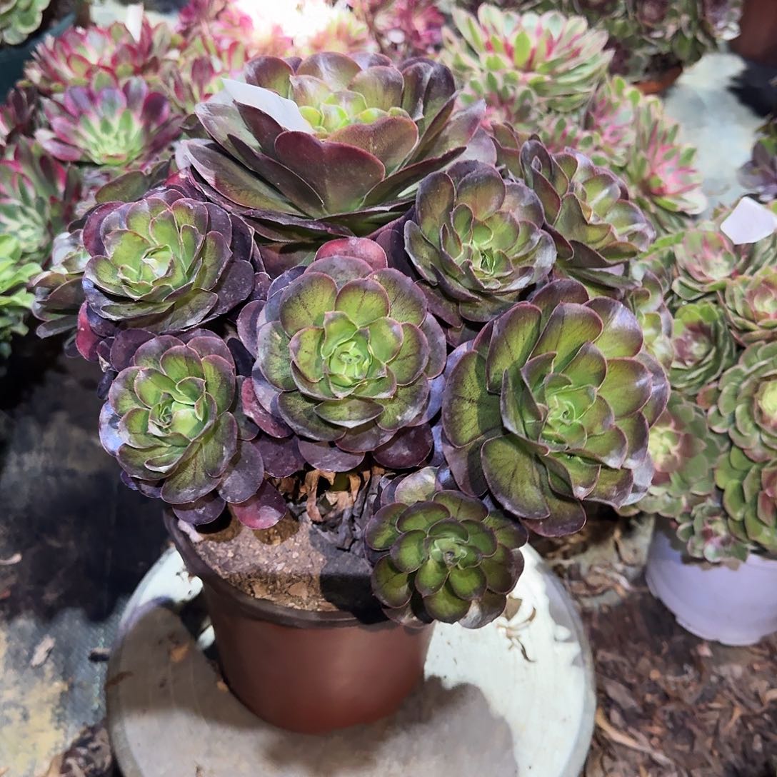 多肉植物魅金玫瑰584