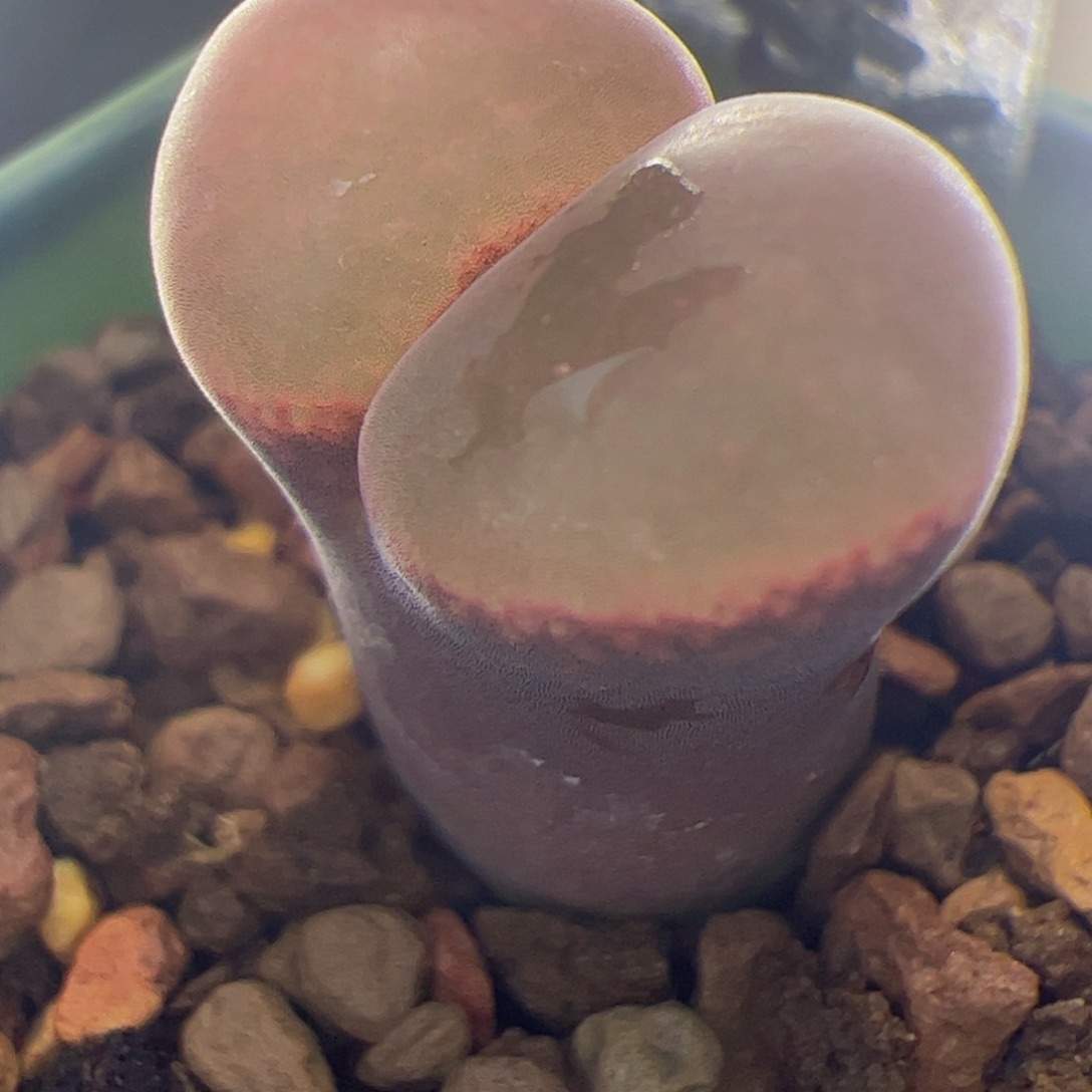 粉c10风铃玉肉锥230