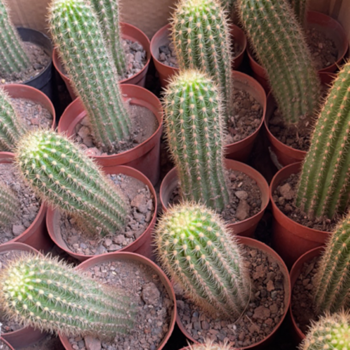 杂交飞碟毛花柱 ～1棵。高12cm起发脱土裸根发货