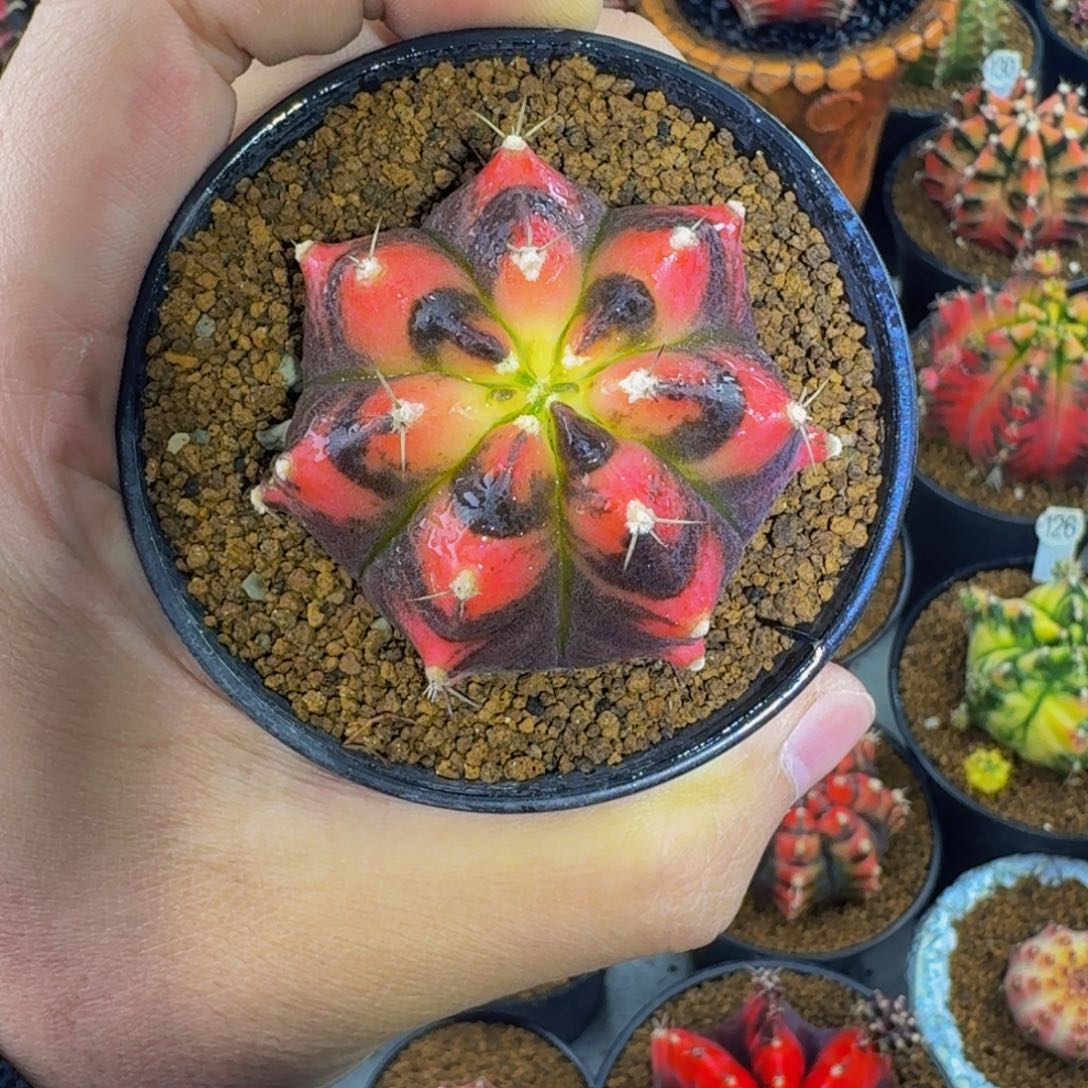 米哈星球00000000008