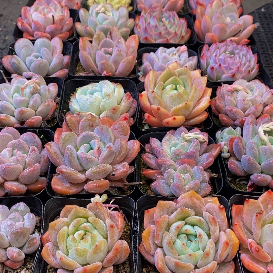 721多肉植物保护研究所所长的时候在