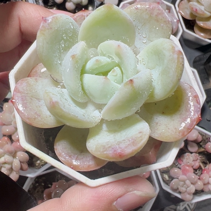 奶茶精品多肉植物