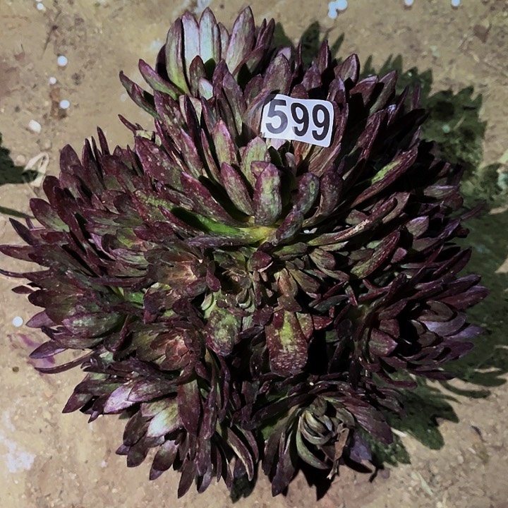 599万圣节红拉丝万圣节多肉植物处理不售后