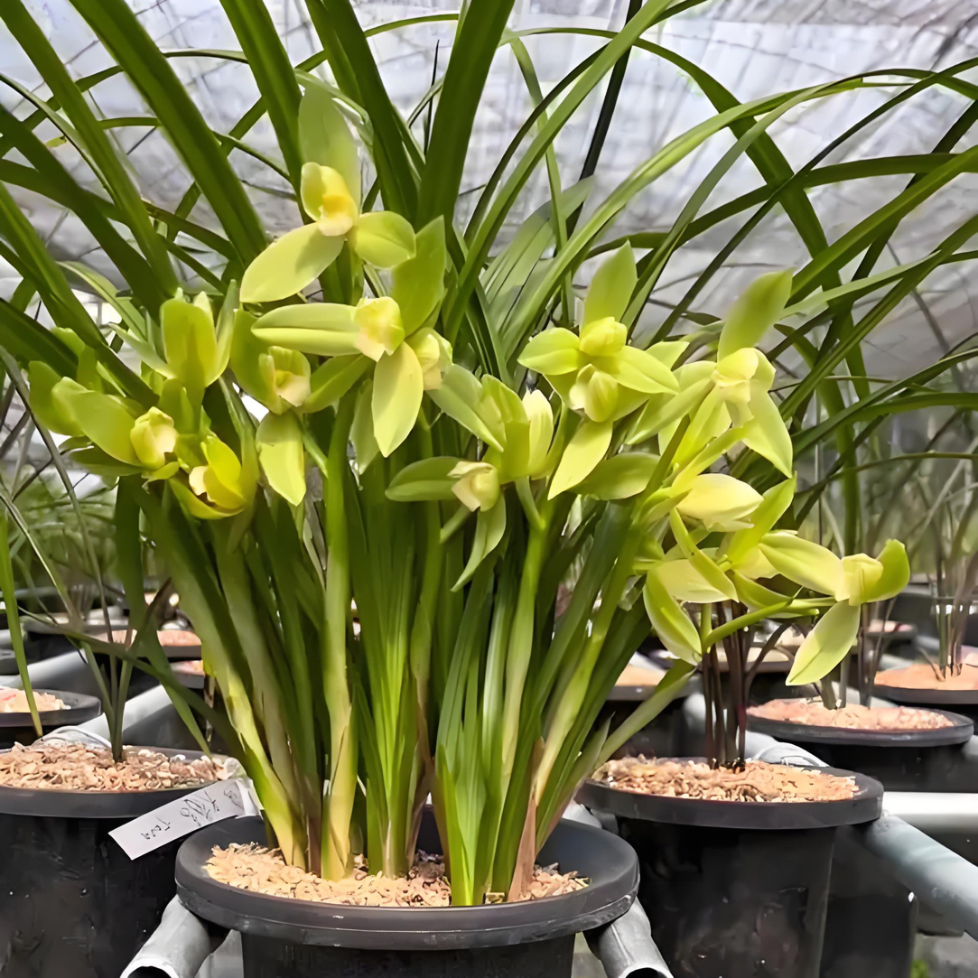 春剑十大名草大荷素春剑素兰花盆栽，直播间一物一拍绿植兰草