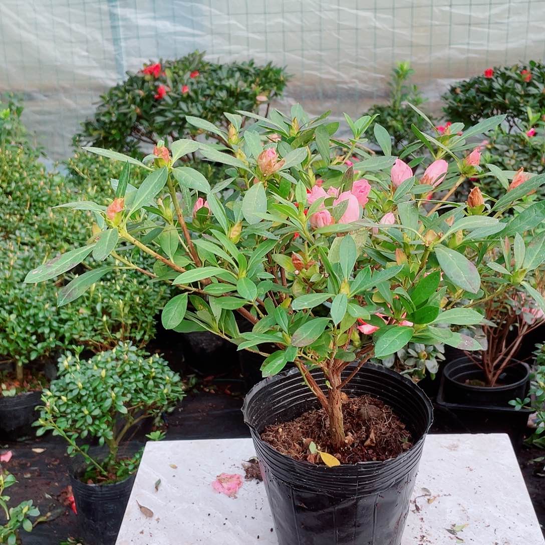 A***颜完全开放桃梅锦杜鹃大颗