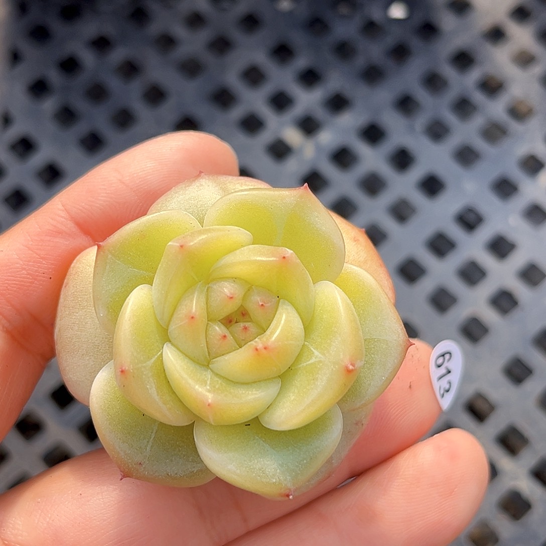 613  孤品珍妮多肉