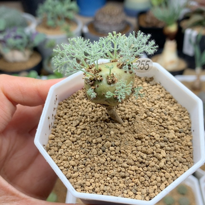 白皮月界带盆2.1cm