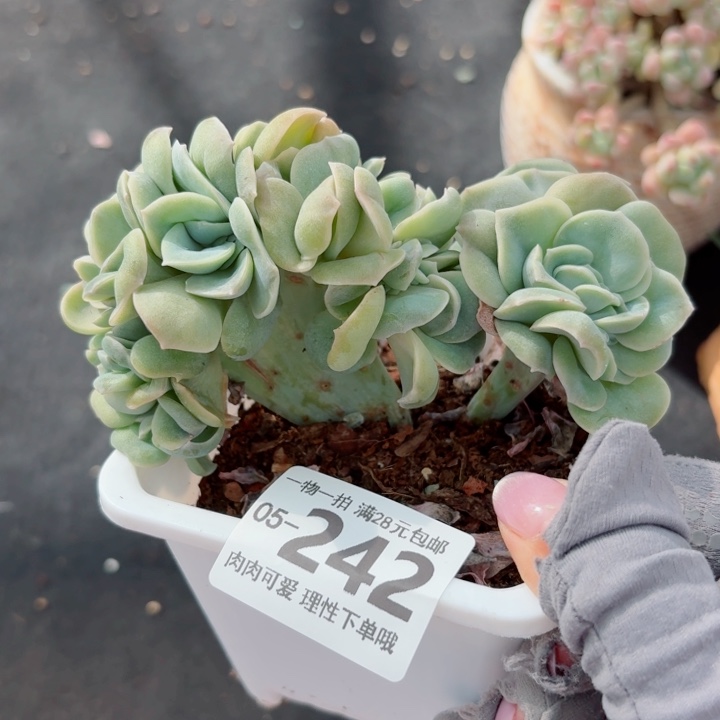 可爱玫瑰缀化多肉无盆土，我