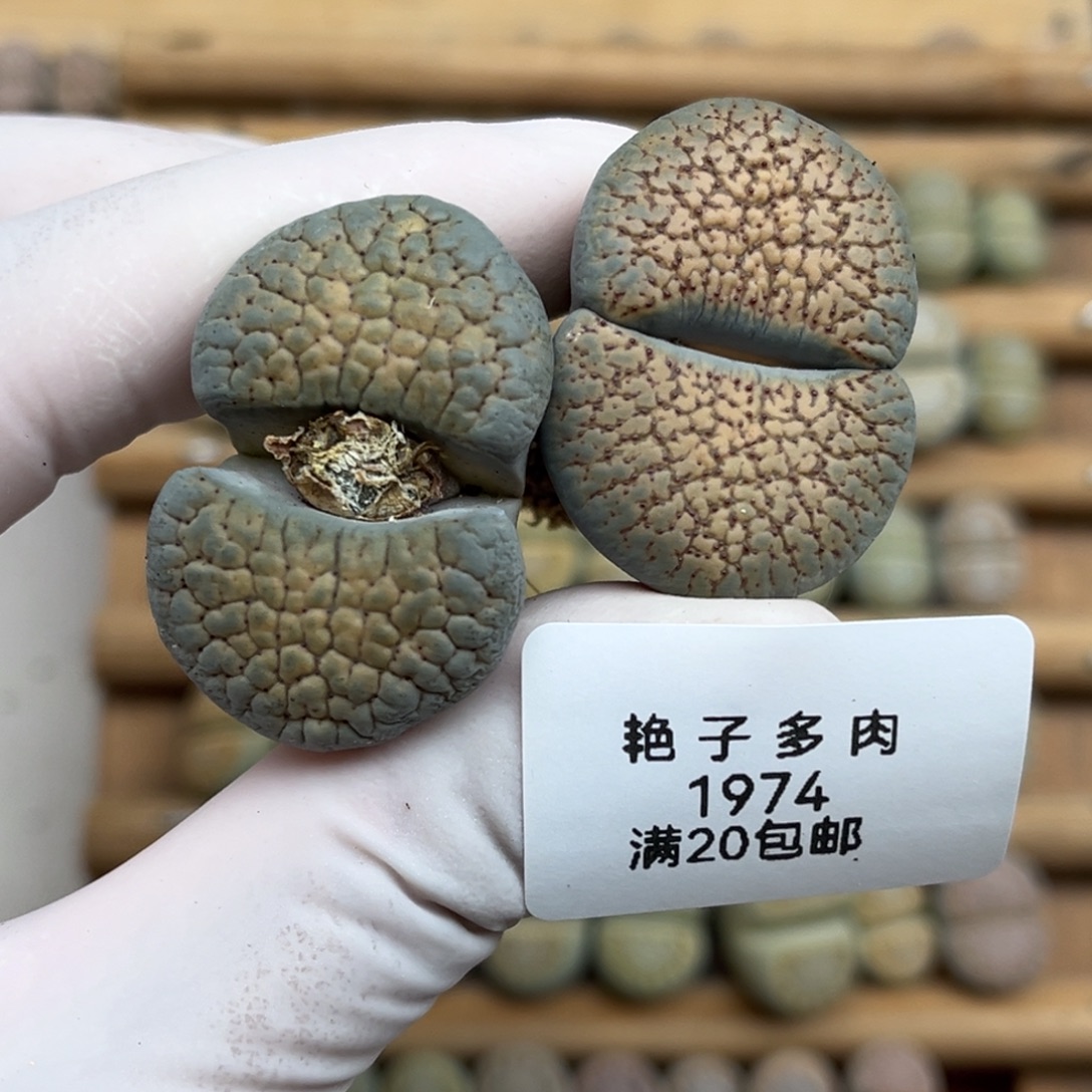 1974号一首两颗蓝色生石花