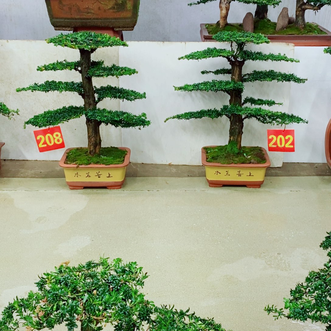 完全开放罗汉松盆景