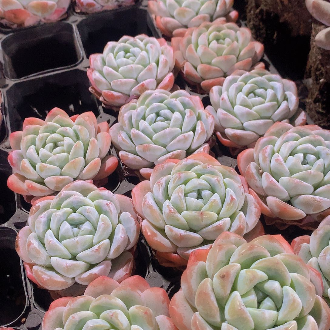 两颗冰玉3556788889999