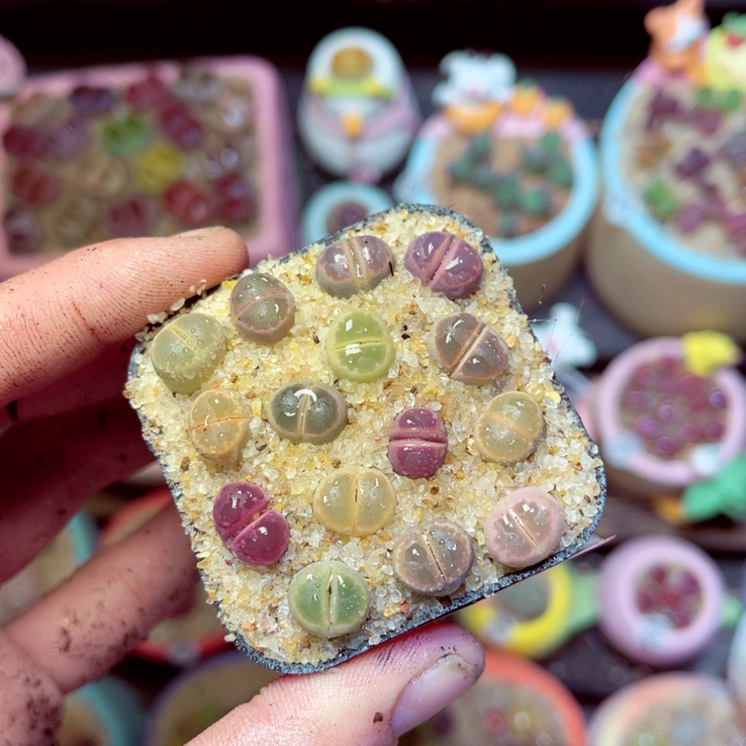 192生石花带盆发1