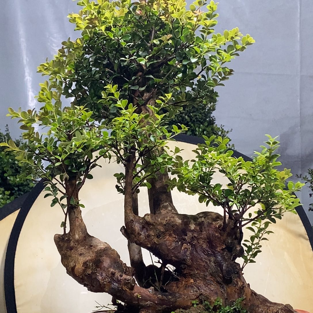 当前无花朵，栽培后可花朵三叶红芽小叶赤楠