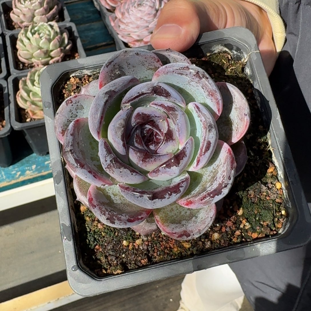 从前慢花样多肉编号-笑版黑橙