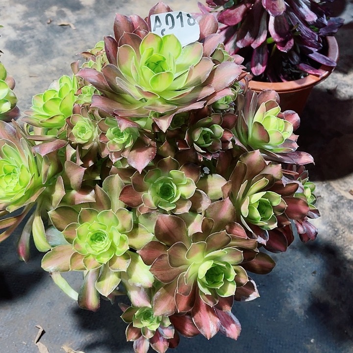 韶华018福利法师