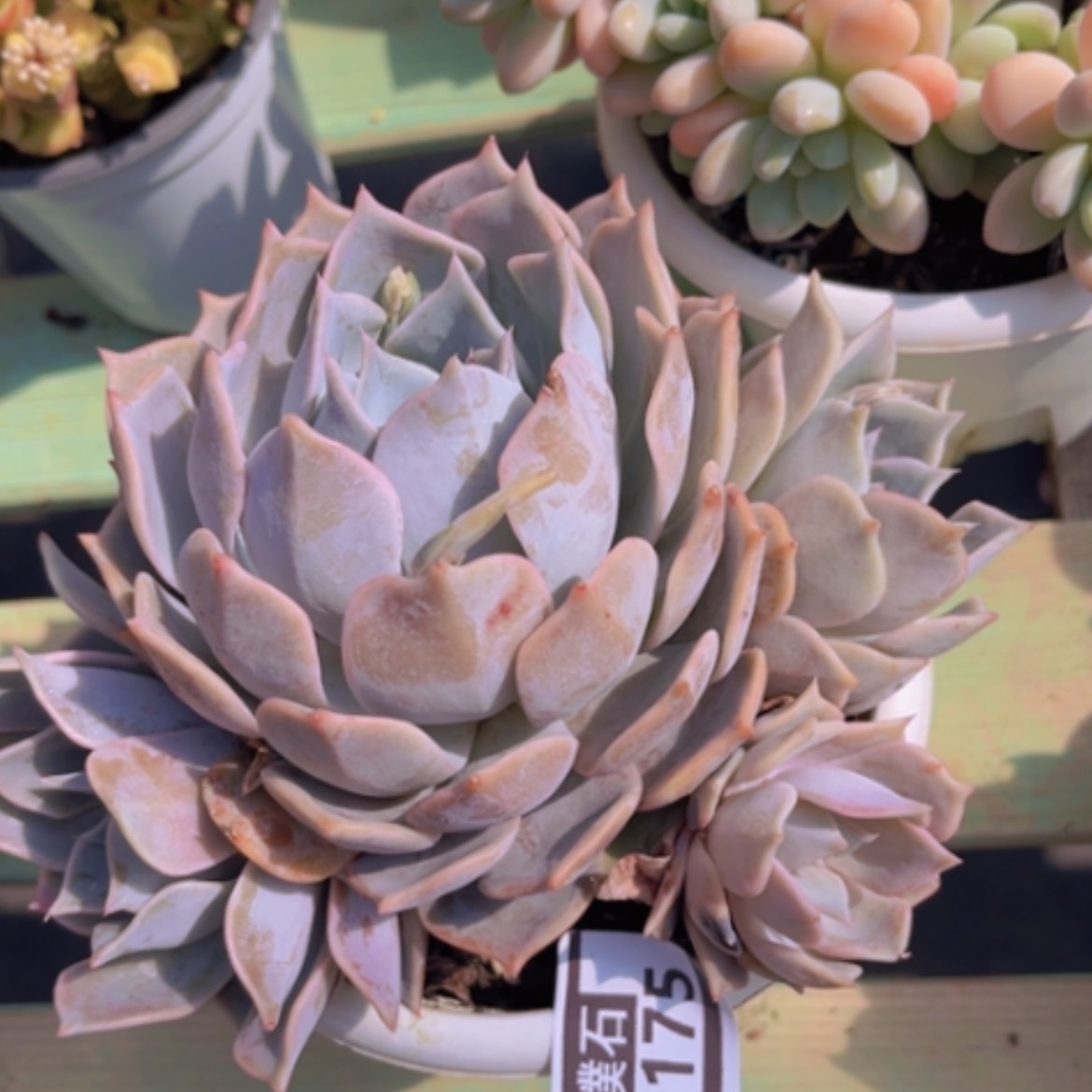 【闪购商品】露西娜20175