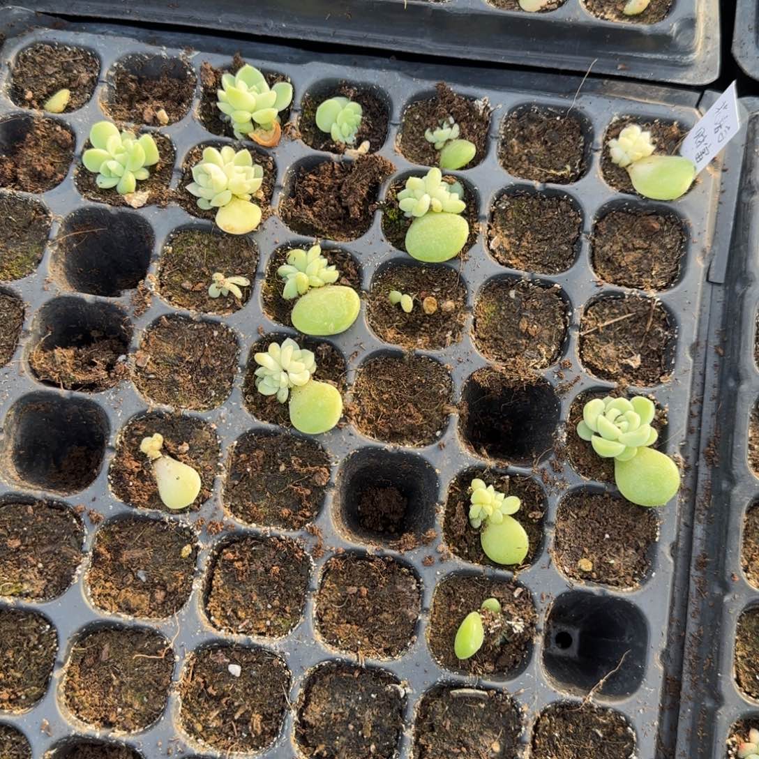 花房白财富穴一个满25包邮