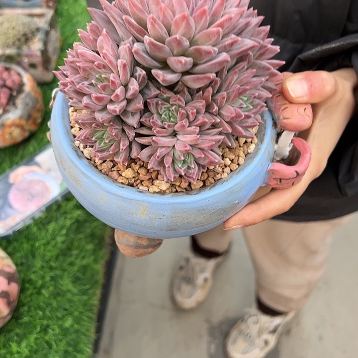 【闪购商品】幻影美人