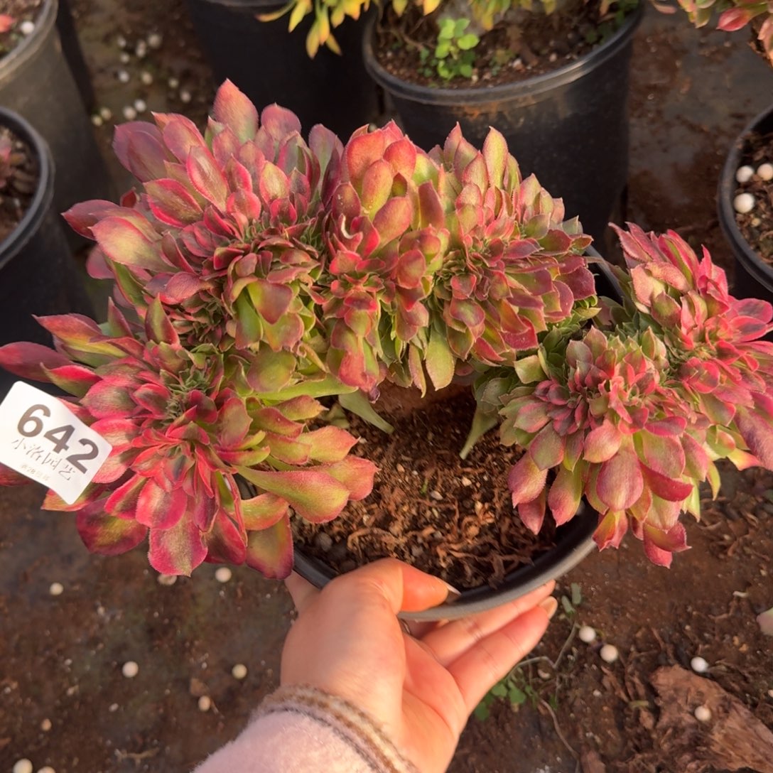 642香妃缀化多肉植物满28包邮