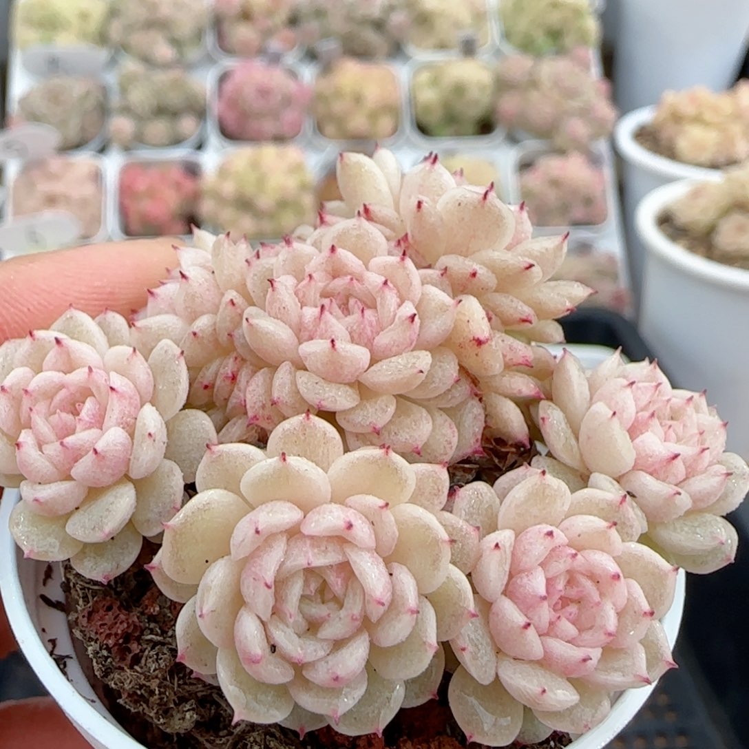 【闪购商品】0130-6小魔仙优选