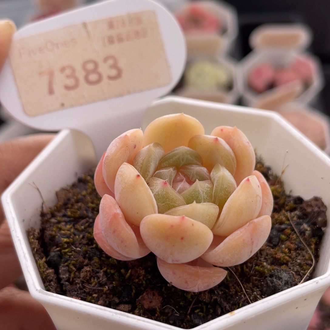 白色恋人7383-3.5厘米