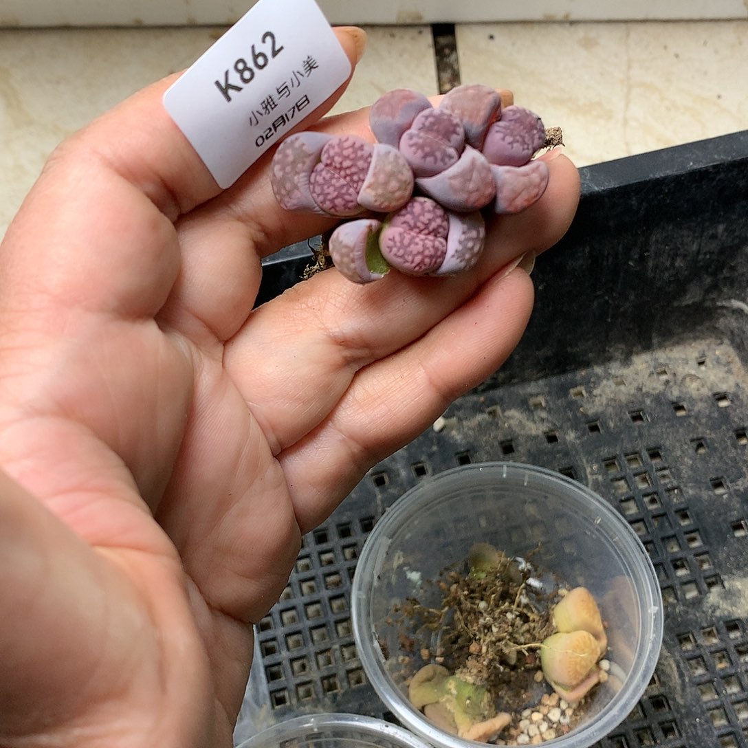 K862多肉植物保护研究所