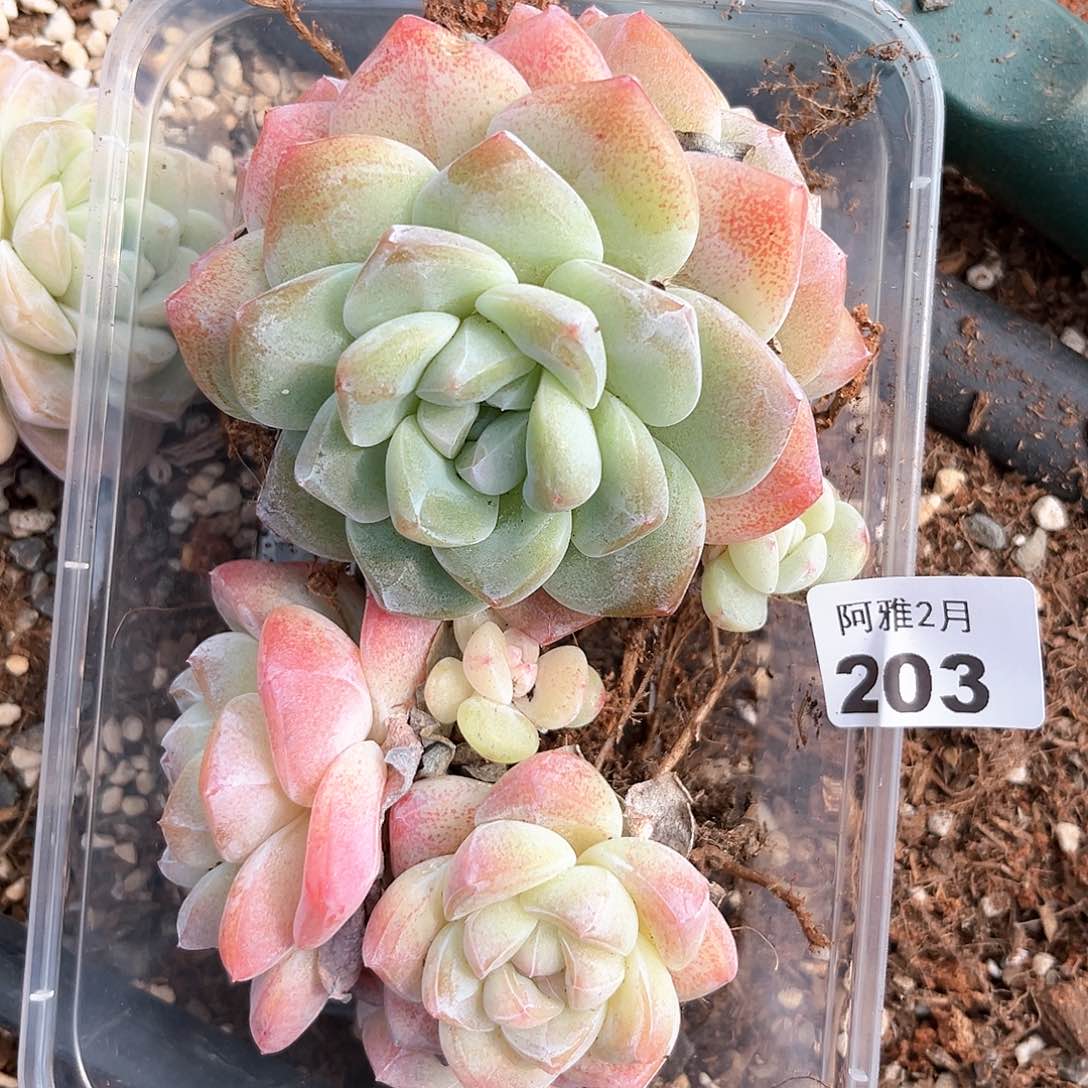 带桩发货。      203