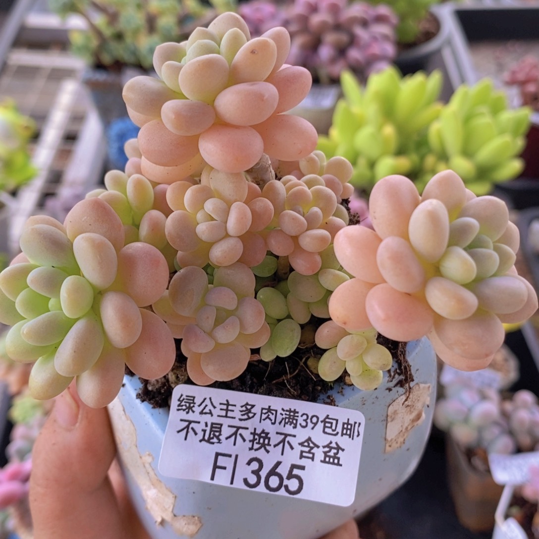 洛可可8cm365多肉植物