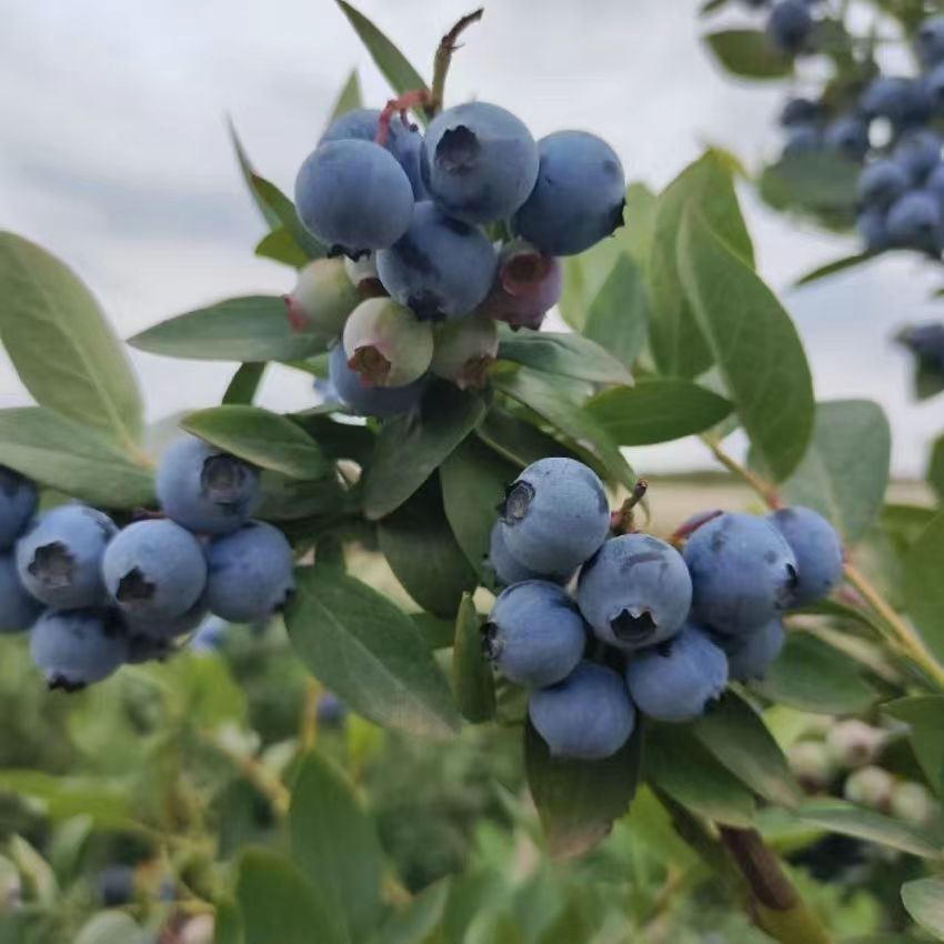 云南高原自然成熟玫瑰花香脆蓝莓