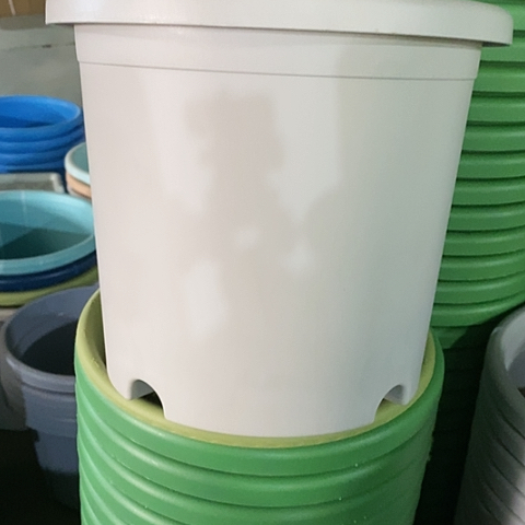 树脂4#无托灰白8个