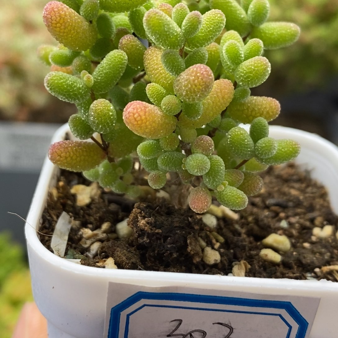 302号蜜橘糖球多肉