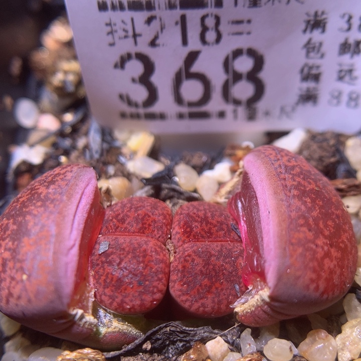 精品生石花218.368